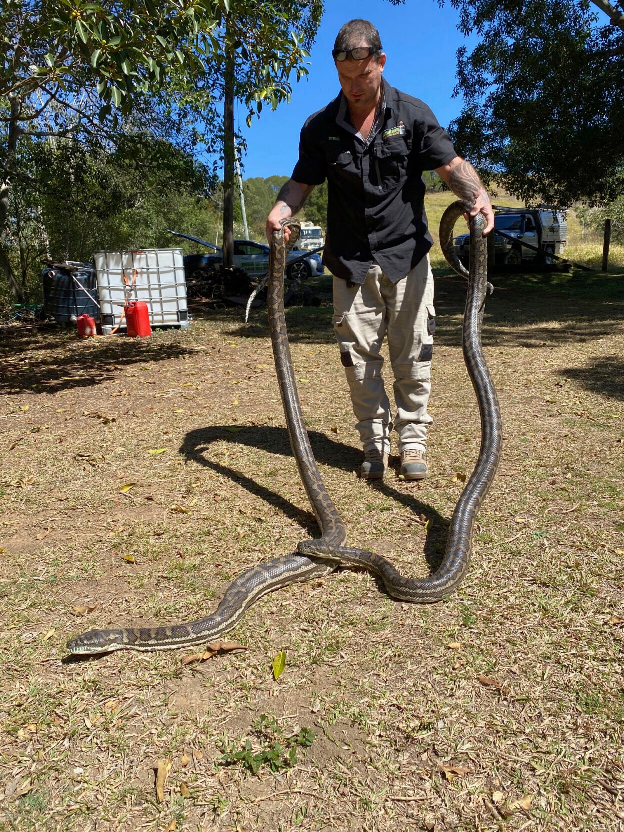 Australia Snakes in the Ceiling